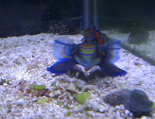 saltwater fish - synchiropus splendidus - green mandarin stocking in 55 gallons tank - Green Mandarin
"Manny"