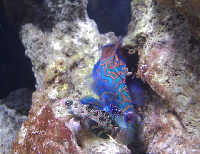 saltwater fish - synchiropus splendidus - green mandarin stocking in 55 gallons tank - Green Mandarin (male) & Spotted Mandaring (female)
"Manny & Fanny"