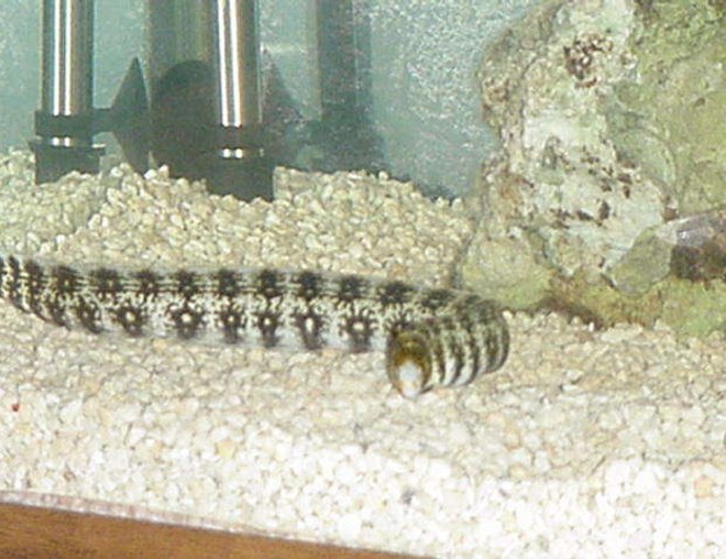 saltwater fish - echidna nebulosa - snowflake eel stocking in 90 gallons tank - The Eel is bigger too