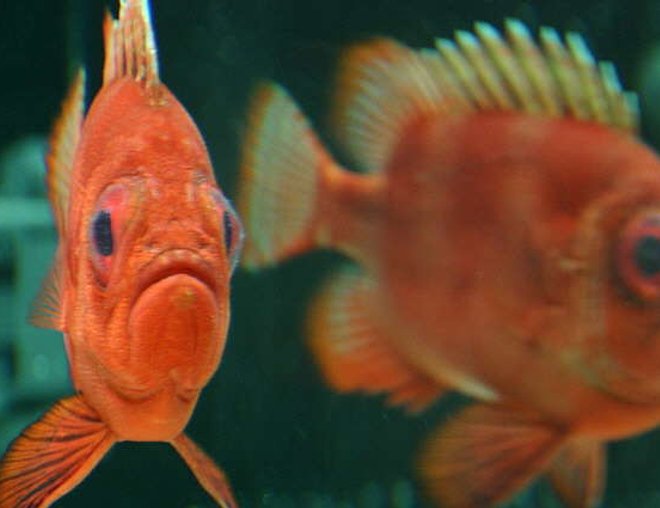 saltwater fish - pristigenys serrula - popeye catalufa stocking in 180 gallons tank - This is my Popeye Catalufa. He has the most personality in the Tank and is my favorite.