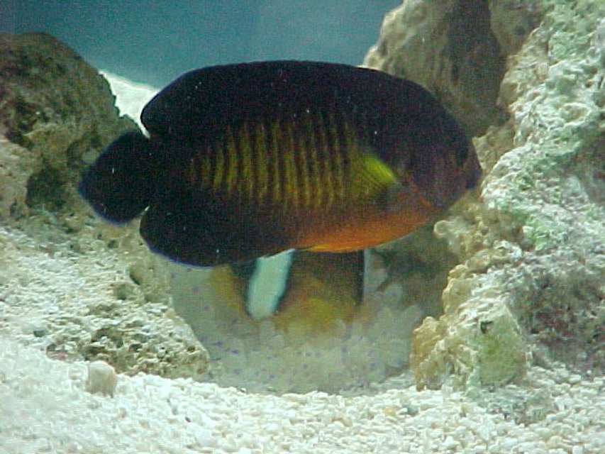 Rated #414: Saltwater Fish - Centropyge Bispinosa - Coral Beauty Angelfish