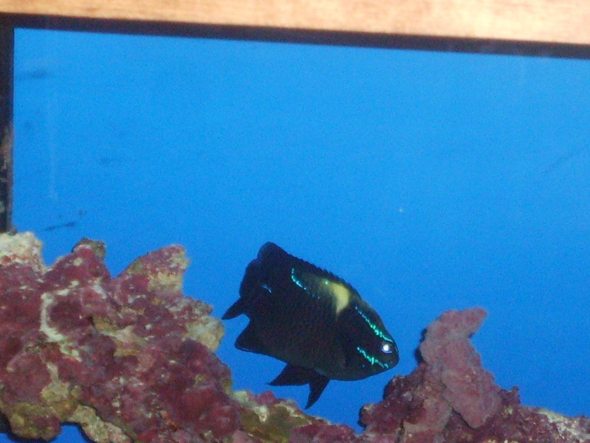 Rated #62: Saltwater Fish - Neoglyphidodon Oxyodon - Black Velvet Damsel Stocking In 55 Gallons Tank - Fish Pic