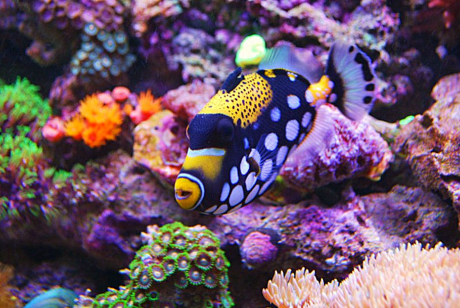 Most Beautiful Saltwater Fish ( 2009 ) | RateMyFishTank.com