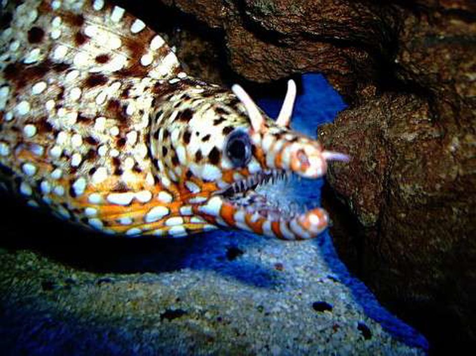 dragon moray eel muraena