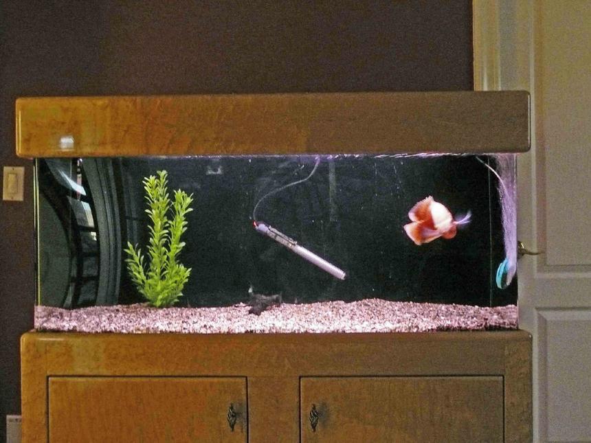 Rated #555: 55 Gallons Freshwater Fish Tank - 48"L x 20"H x 14"W 55 gallons
1 albino tiger oscar