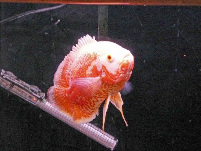 freshwater fish - astronotus ocellatus - albino oscar stocking in 55 gallons tank - albino tiger oscar. about 8+"
i got it when it was 3", which was about a year ago