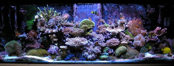 180 gallons reef tank (mostly live coral and fish) - recent pic