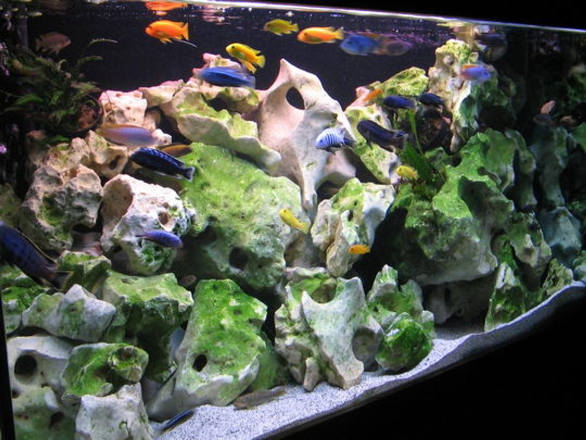 100 gallons freshwater fish tank (mostly fish and non-living decorations) - 380ltr mbuna
