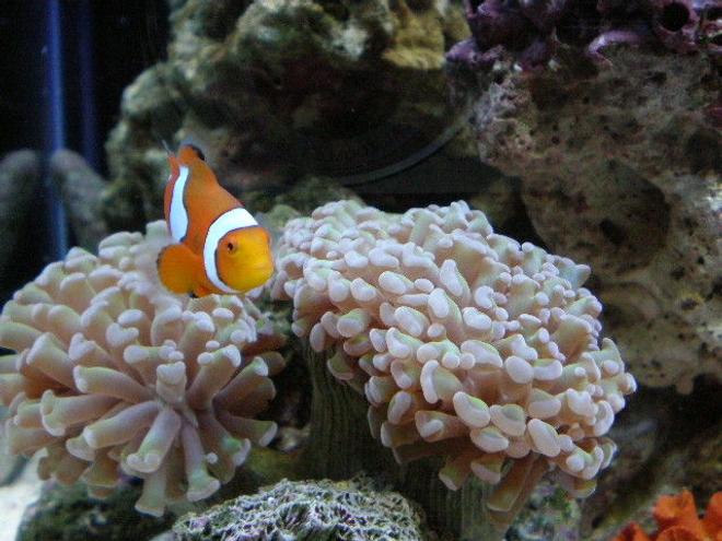 corals inverts - euphyllia paradivisa - frogspawn coral stocking in 20 gallons tank - november !!!!!! new pictures !!!!!!