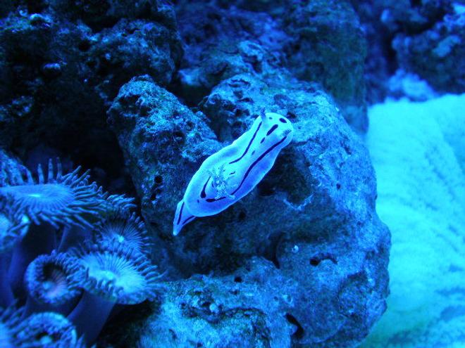 corals inverts - protopalythoa sp. - button polyp stocking in 20 gallons tank - november !!!!!! new pictures !!!!!!