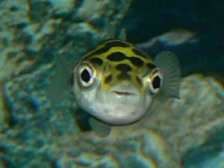 Rated #81: Freshwater Fish - Tetraodon Biocellatus - Figure 8 Puffer Stocking In 50 Gallons Tank - A puffer I once had....he died