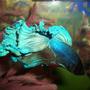 freshwater fish - betta splendens - betta - male stocking in 72 gallons tank - Freddy The Betta