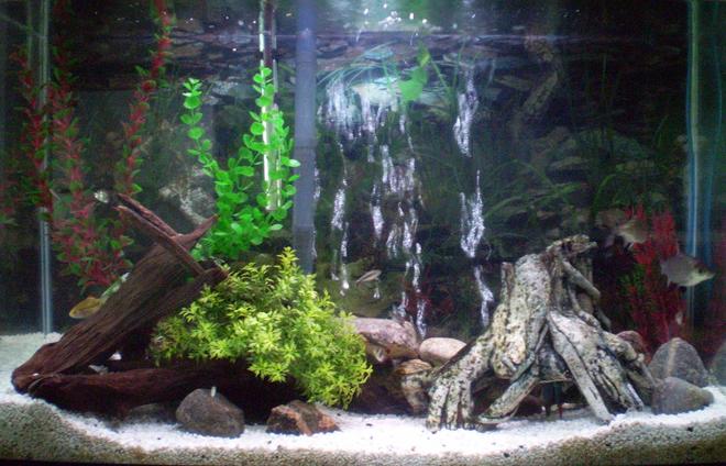 50 gallons freshwater fish tank (mostly fish and non-living decorations) - My Tank