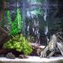50 gallons freshwater fish tank (mostly fish and non-living decorations) - My Tank