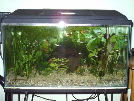 14 gallons planted tank (mostly live plants and fish) - My Tank