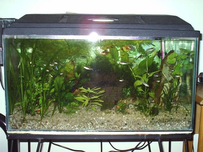 14 gallons planted tank (mostly live plants and fish) - My Tank