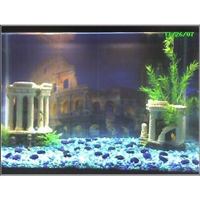 10 gallons freshwater fish tank (mostly fish and non-living decorations) - The Coliseum