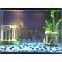 10 gallons freshwater fish tank (mostly fish and non-living decorations) - The Coliseum