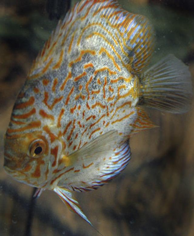 freshwater fish - symphysodon spp. - pigeon blood discus stocking in 55 gallons tank - Albino Pigeon Blood