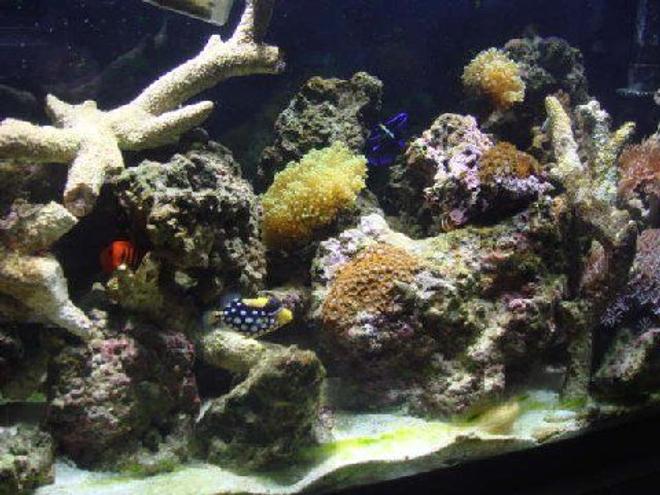 55 gallons reef tank (mostly live coral and fish) - my tank
