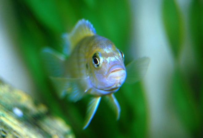 freshwater fish - metriaclima lombardoi - kenyi cichlid stocking in 20 gallons tank - My Kenyi Cichlid