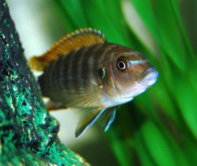 freshwater fish - labidochromis sp. - hongi stocking in 20 gallons tank - My African Cichlid of unknown species? could someone help me out?