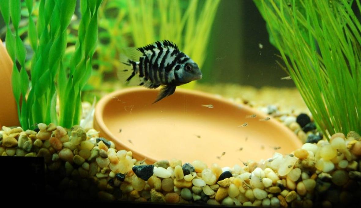 freshwater fish - archocentrus nigrofasciatus - black convict cichlid stocking in 20 gallons tank - Convict with her new babies!