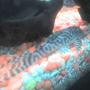 freshwater fish - hypancistrus sp. - queen arabesque pleco stocking in 30 gallons tank - my pleco