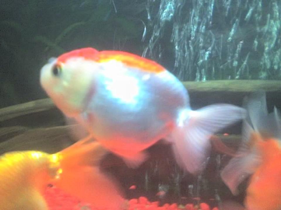 freshwater fish - carassius auratus - ranchu stocking in 30 gallons tank - my ranchu