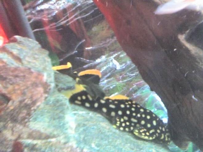 freshwater fish - baryancistrus sp. - gold nugget pleco (l-18) stocking in 30 gallons tank - my plecos