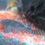 freshwater fish - hypancistrus sp. - queen arabesque pleco stocking in 30 gallons tank - my pleco other side view