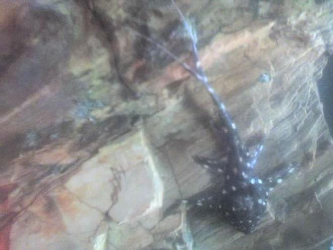 freshwater fish - pseudoacanthicus angelicus - pseudoacanthicus angelicus pleco (l-282) stocking in 30 gallons tank - my pleco