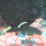 freshwater fish - hypostomus plecostomus - suckermouth catfish stocking in 30 gallons tank - my pleco