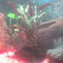 fish tank picture - botton of 30 gallons tank