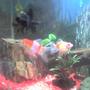 freshwater fish - carassius auratus - ryukin goldfish stocking in 30 gallons tank - goldfishes