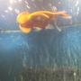 freshwater fish - carassius auratus - oranda goldfish stocking in 30 gallons tank - my goldfish