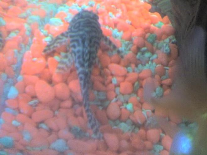 freshwater fish - hypancistrus sp. - queen arabesque pleco stocking in 30 gallons tank - my pleco top view