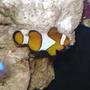saltwater fish - amphiprion percula - true percula clownfish stocking in 24 gallons tank - NEMO!