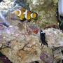 saltwater fish - amphiprion percula - true percula clownfish stocking in 24 gallons tank - Nemo, Domino Damsel