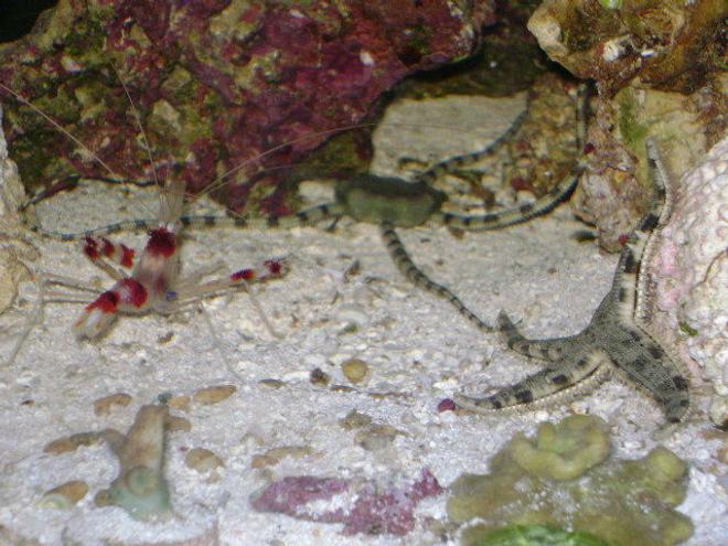 corals inverts - stenopus hispidus - banded coral shrimp stocking in 24 gallons tank - Face Off:  Coral Banded Shrimp, Serpent Sea Star, Sand Sifting Sea Star
