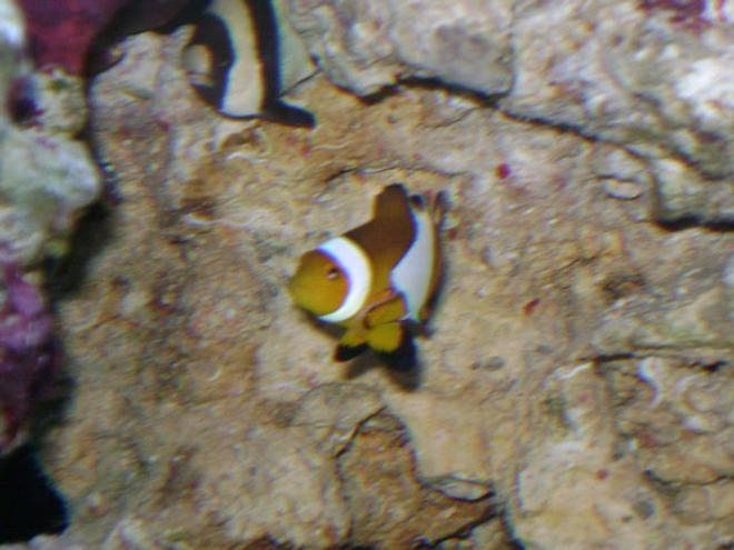 saltwater fish - amphiprion percula - true percula clownfish stocking in 24 gallons tank - Strip Damsel mad dogging Nemo...