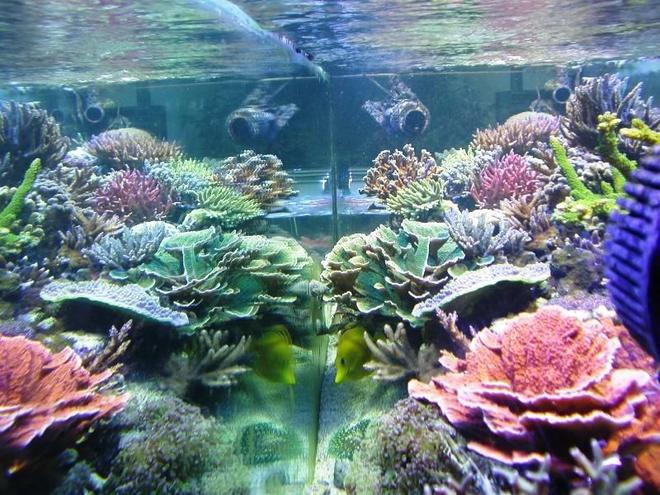 corals inverts - montipora capricornis - green apple cap coral stocking in 160 gallons tank - A view from a side