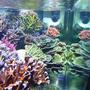 corals inverts - montipora capricornis - green apple cap coral stocking in 160 gallons tank - View from the other side
