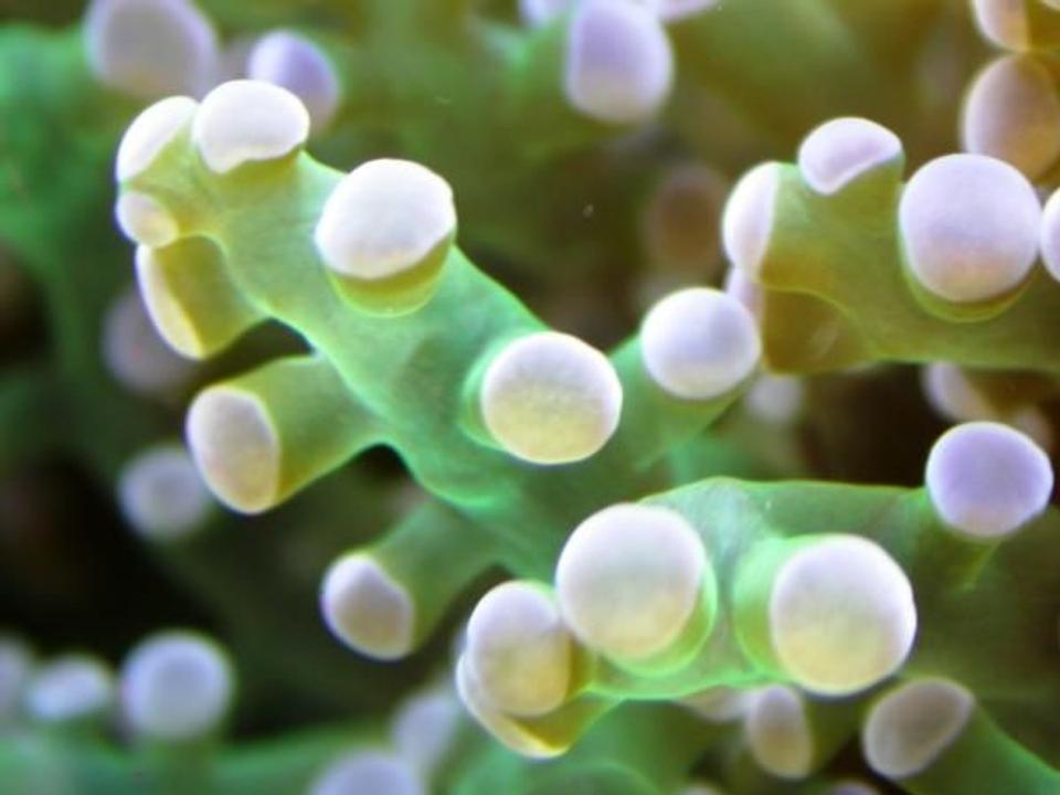 corals inverts - euphyllia paradivisa - frogspawn coral stocking in 160 gallons tank - Close up on an Euphillia
