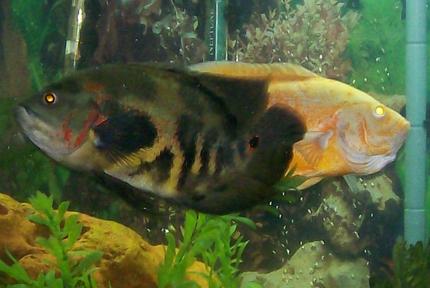 freshwater fish - astronotus ocellatus - tiger oscar stocking in 90 gallons tank - 10.5