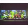55 gallons freshwater fish tank (mostly fish and non-living decorations) - 50 cichlids