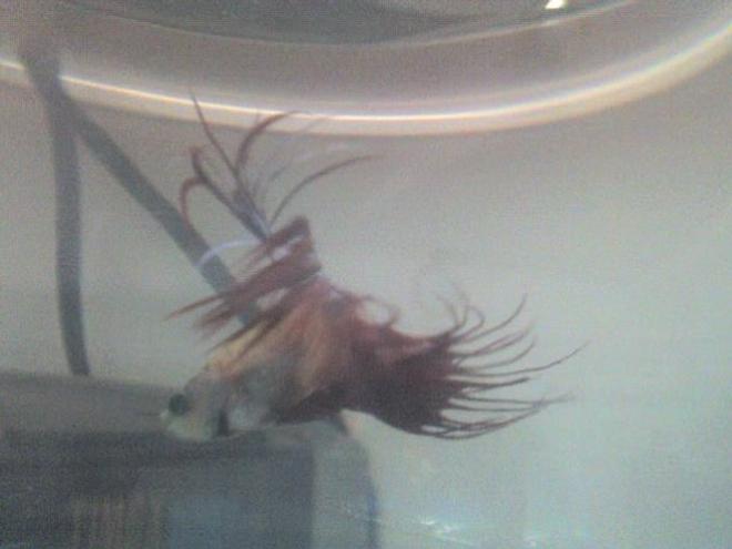freshwater fish - betta splendens - crown tail betta stocking in 30 gallons tank - my betta