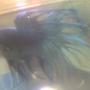freshwater fish - betta splendens - crown tail betta stocking in 30 gallons tank - my betta