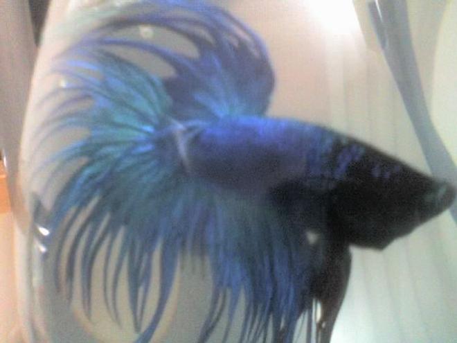 freshwater fish - betta splendens - crown tail betta stocking in 30 gallons tank - my betta