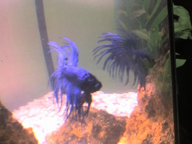 freshwater fish - betta splendens - crown tail betta stocking in 30 gallons tank - my betta, look in the mirrow...